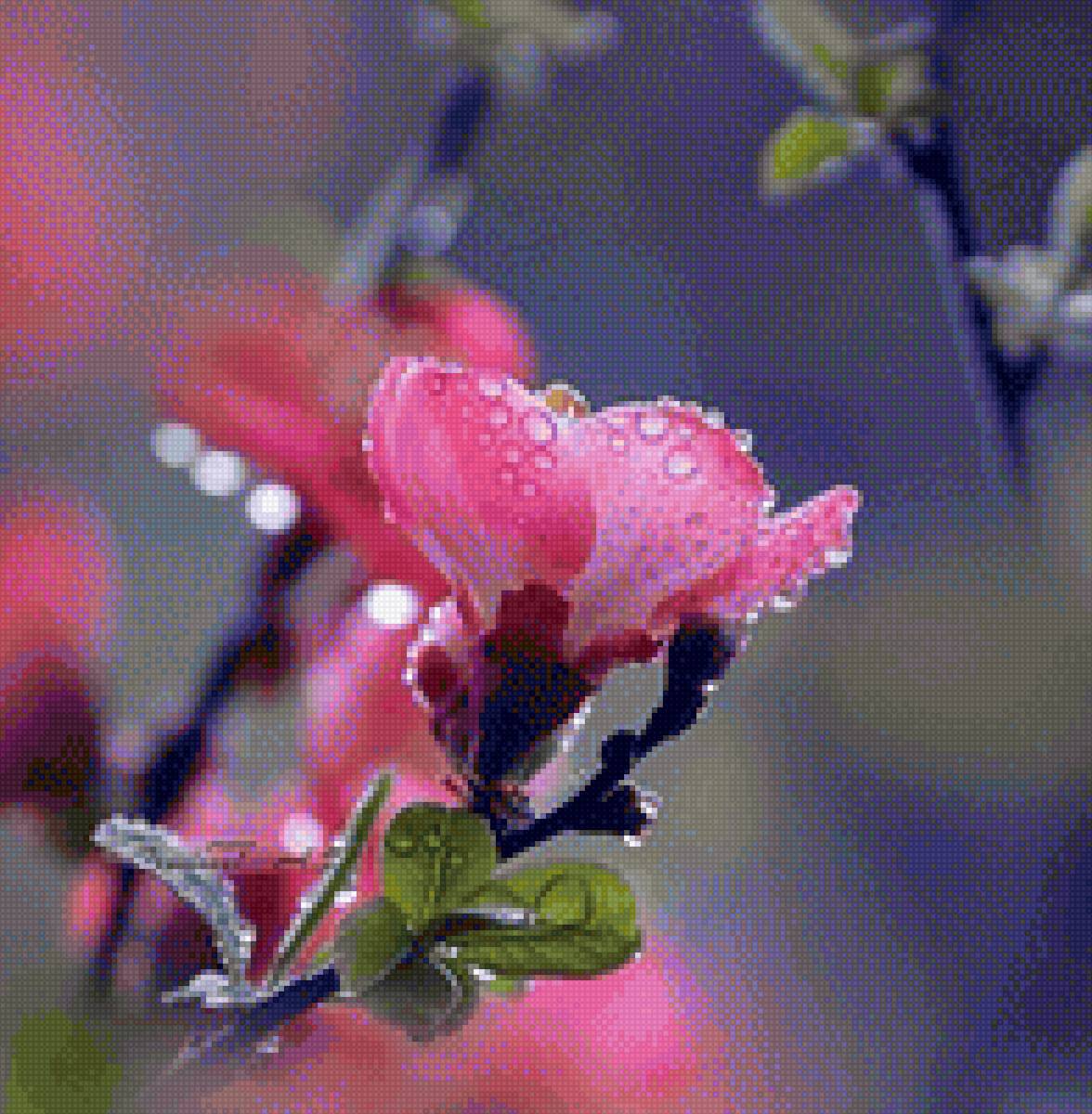 Розовый цветок - розовый, природа, цветы - предпросмотр