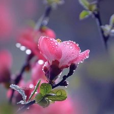 Схема вышивки «Розовый цветок»