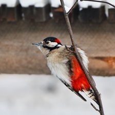 Схема вышивки «дятел»