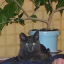 Схема вышивки «2224»