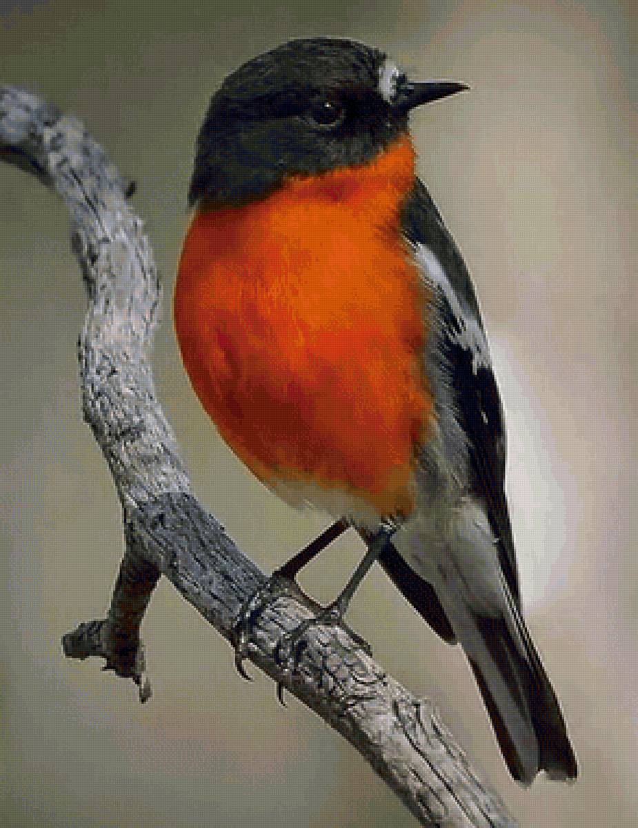 Pássaro. - pássaro - предпросмотр