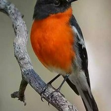 Схема вышивки «Pássaro.»