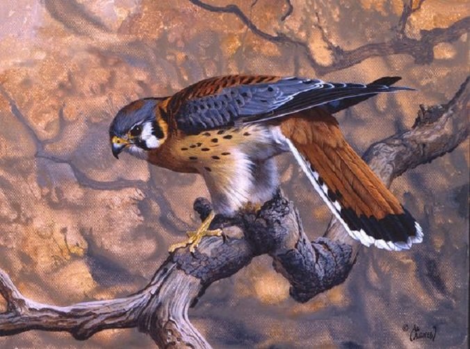 Gavião - pássaro - оригинал