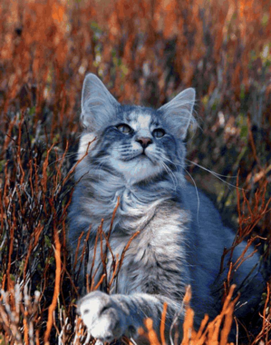 Gato. - animais. - предпросмотр