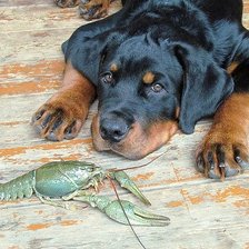 Схема вышивки «Норд с раком»