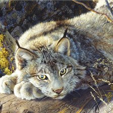 Схема вышивки «Lince.»