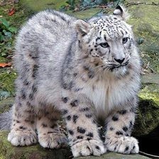 Схема вышивки «Filhote de leopardo.»