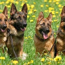 Схема вышивки «Овчарки»