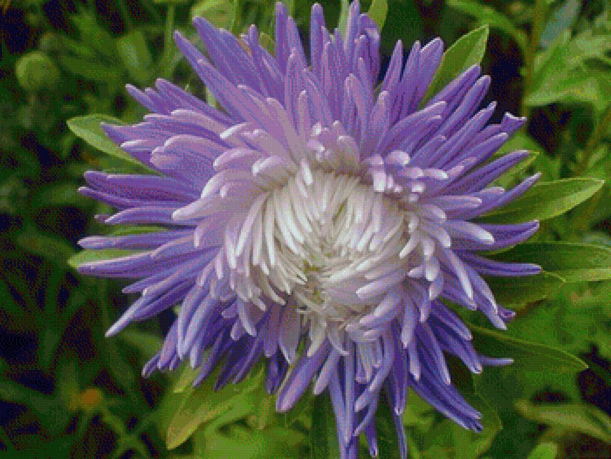 №2312854 - астры - предпросмотр