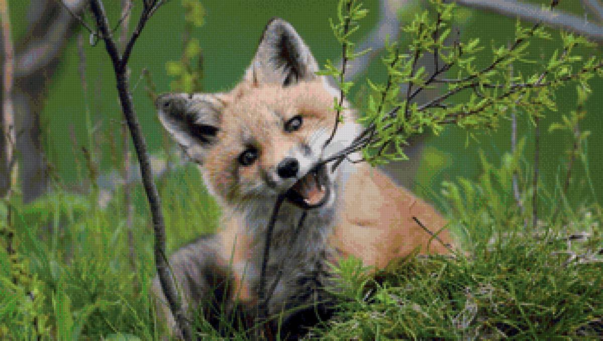 лисенок - предпросмотр