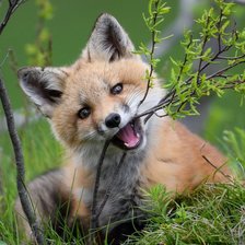 Схема вышивки «лисенок»