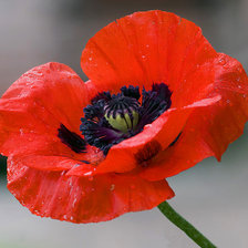 Схема вышивки «мак»