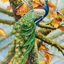 Схема вышивки «Pavão.»