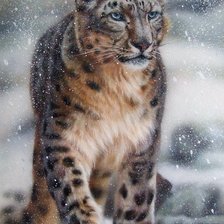 Схема вышивки «Leopardo  das neves.»