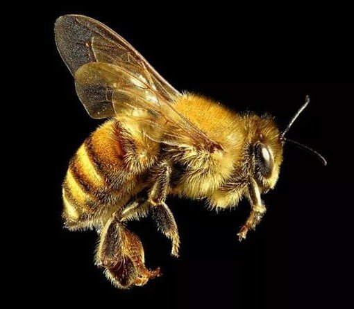 медоносная пчела - оригинал