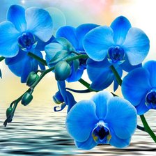 Схема вышивки «Orquídea.»