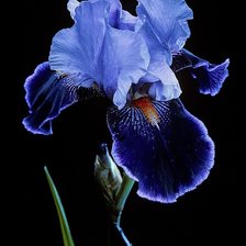 Схема вышивки «Ирис»