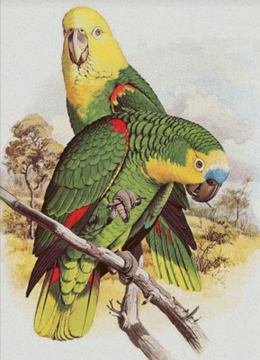 loros - paisaje - предпросмотр