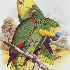 Схема вышивки «loros»