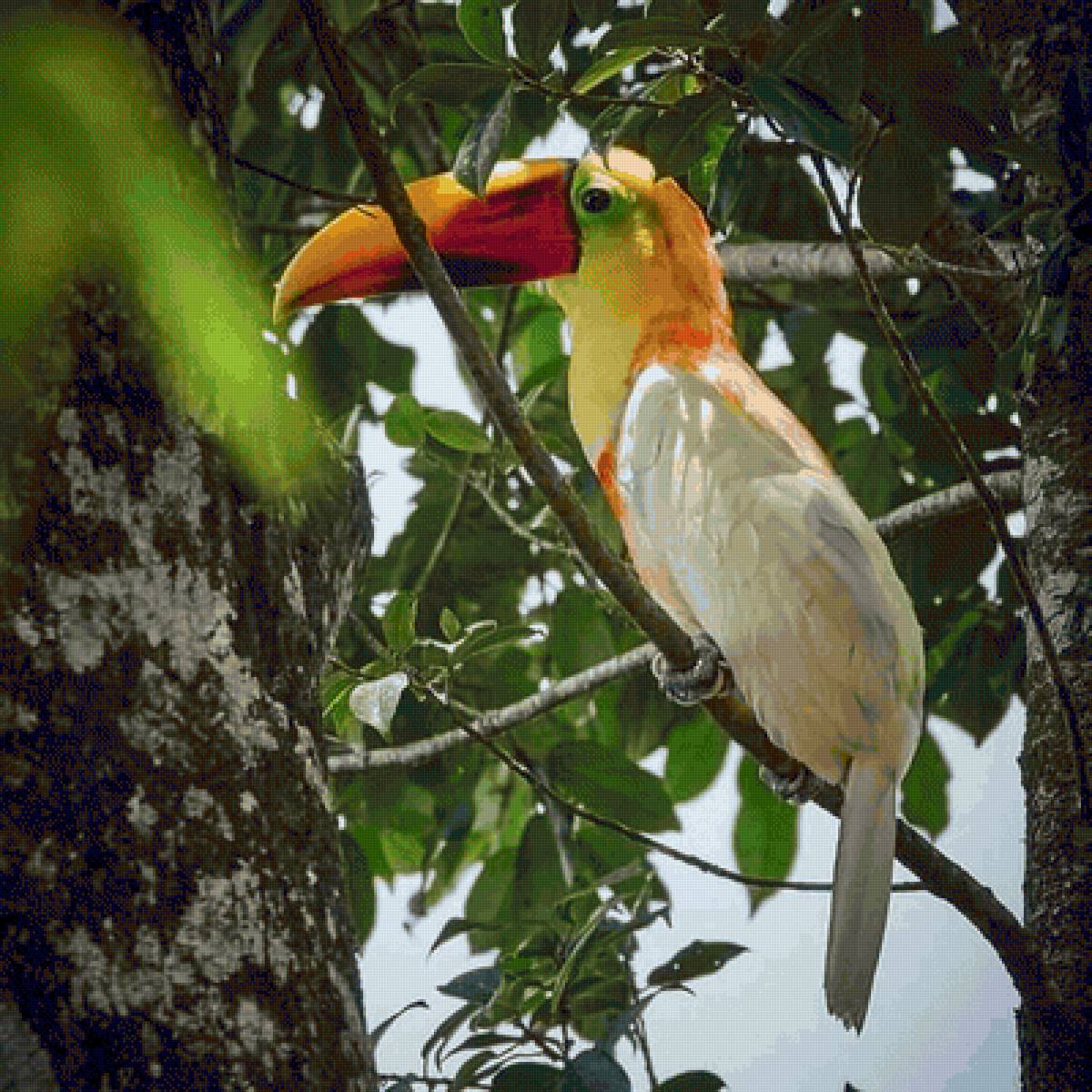 tukan al - naturaleza - предпросмотр