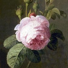 Схема вышивки «роза»