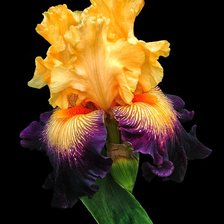 Схема вышивки «Ирис»