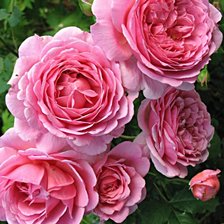 Схема вышивки «Роза»