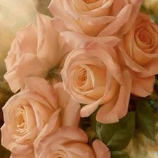 Схема вышивки «Розы»