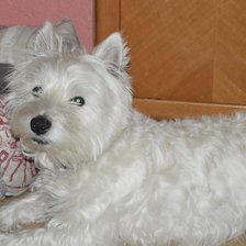 Схема вышивки «Lucas»