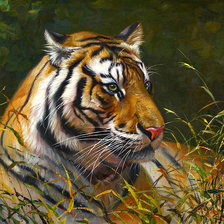 Схема вышивки «Tigre.»