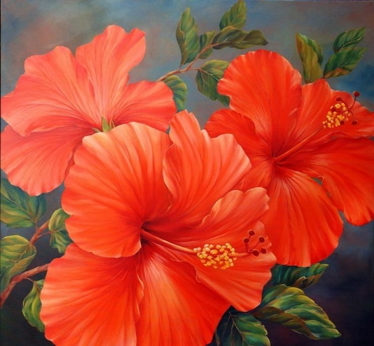 Гибискус - оригинал