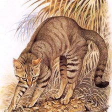 Схема вышивки «Animais selvagens.»