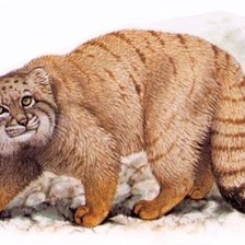 Схема вышивки «Gato.selvagem.»