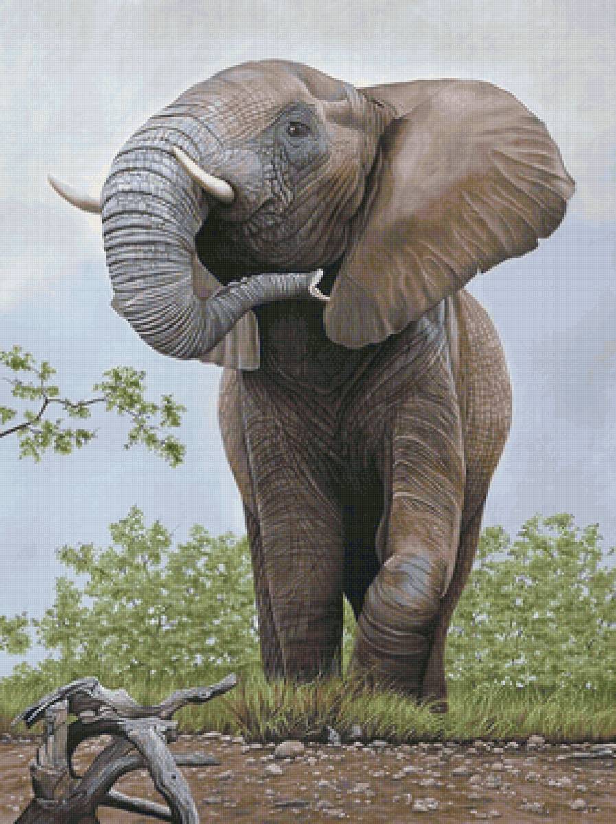 Elefante. - animais. - предпросмотр