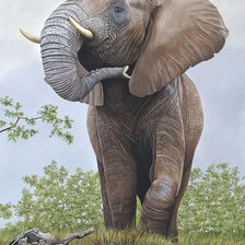 Схема вышивки «Elefante.»