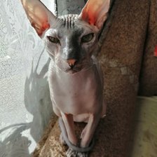 Схема вышивки «Бусильда»