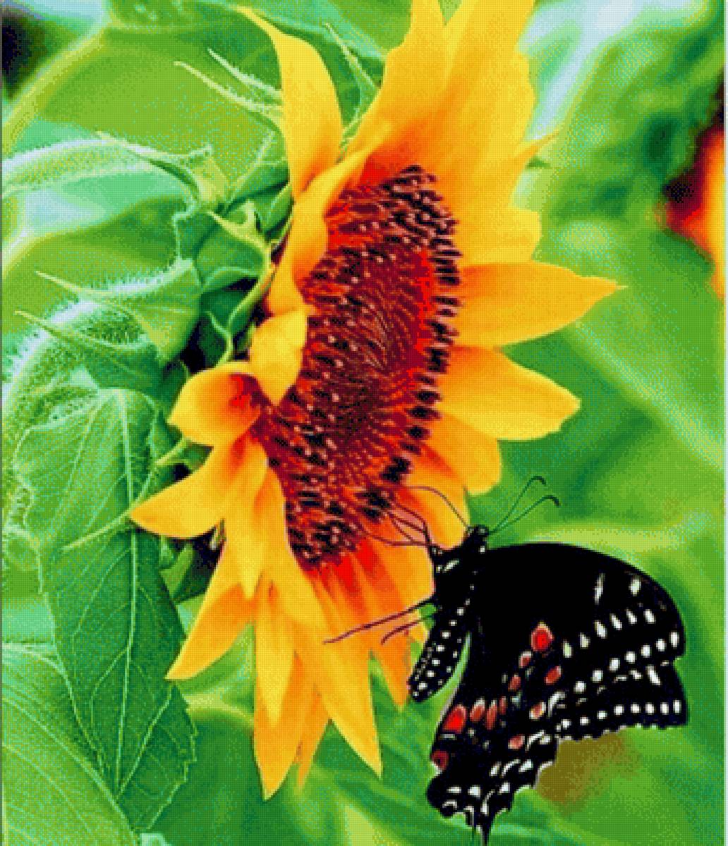 Girasol 1 - naturaleza - предпросмотр