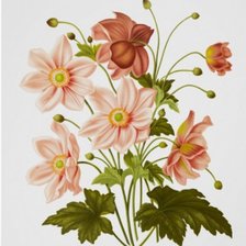 Схема вышивки «Belleza»