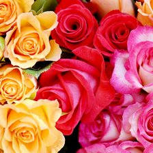 Схема вышивки «Розы»