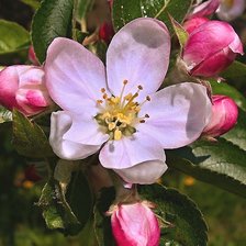 Схема вышивки «Яблоня»