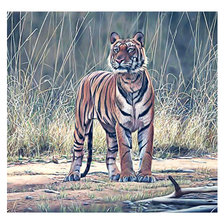 Схема вышивки «Тигр»