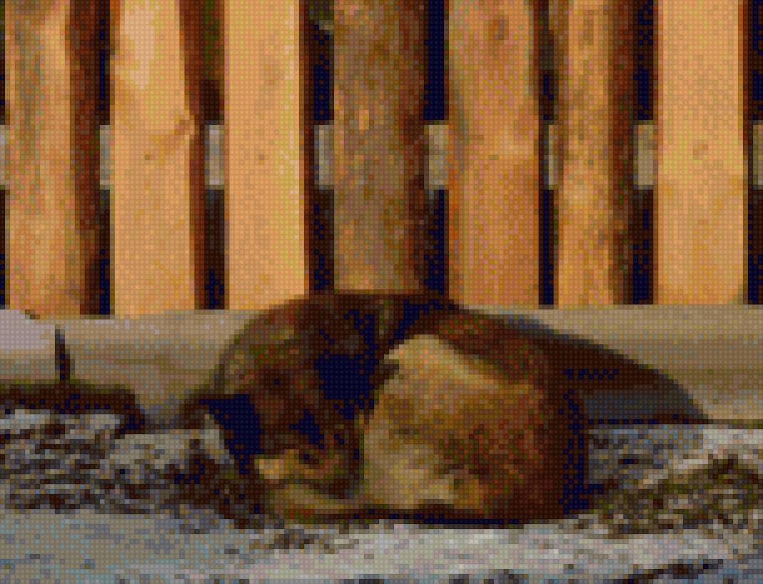 собака - собака - предпросмотр