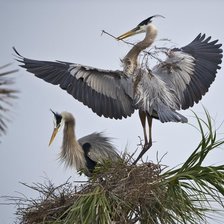 Схема вышивки «Птицы.»