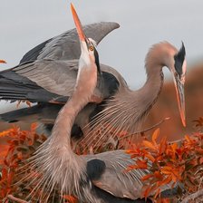 Схема вышивки «Осень.Птицы.»