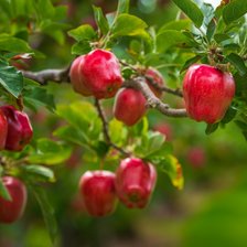 Схема вышивки «Красные яблоки.»