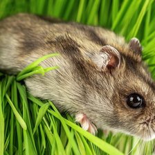 Схема вышивки «№2317834»