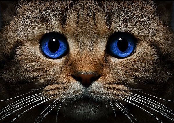 №2318100 - оригинал