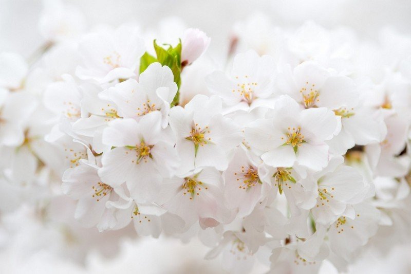 В цвету - цветение, весна - оригинал