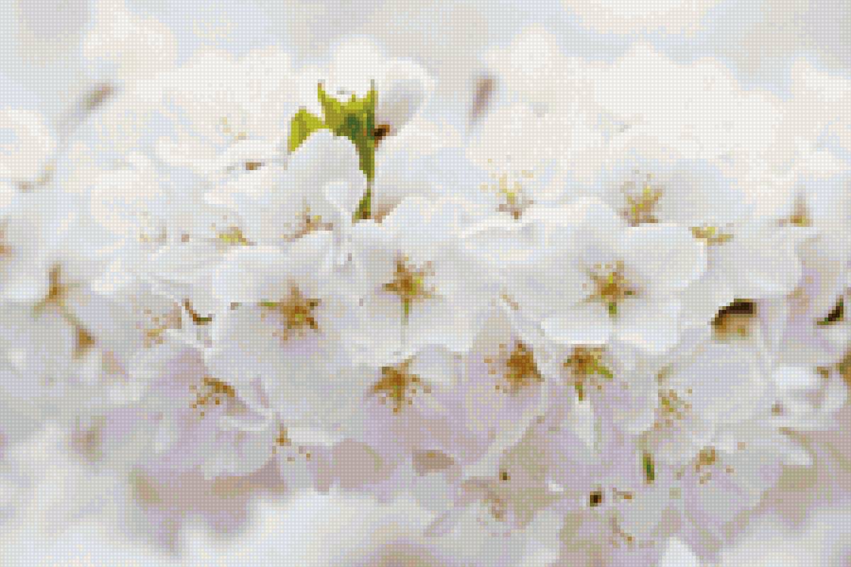 В цвету - весна, цветение - предпросмотр