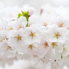 Схема вышивки «В цвету»